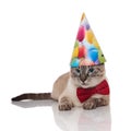 Cute grey metis cat wearing bowtie and birthday hat Royalty Free Stock Photo