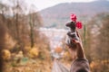 Cute grey mouse girl with a pink bow Royalty Free Stock Photo