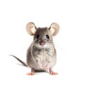 Cute grey mouse isolated on white background Royalty Free Stock Photo