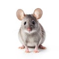 Cute grey mouse isolated on white background Royalty Free Stock Photo