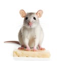 Cute grey mouse sitting on cheese isolated on white background Royalty Free Stock Photo