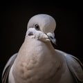 Cute grey pigeon looking aside. close-up of city bird on dark background Royalty Free Stock Photo