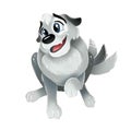 Cute grey puppy sitting and wagging his tail. Top view isolated image