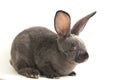 Cute grey  rabbit isolated on white Royalty Free Stock Photo