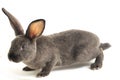 Cute grey  rabbit isolated on white Royalty Free Stock Photo