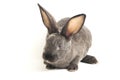 Cute grey rabbit isolated on white Royalty Free Stock Photo