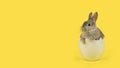 Cute grey rabbit in a white egg on an yellow background with copy space Royalty Free Stock Photo