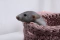 Cute grey rat in pink knitted basket on light background, closeup Royalty Free Stock Photo