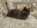 Cute grey russian blue cat feline animal pet resting on sofa Royalty Free Stock Photo