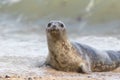 Cute grey seal pup portrait. Adorable animal looking at camera Royalty Free Stock Photo