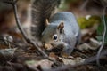 Cute grey squirel on the ground - AI Generated Royalty Free Stock Photo