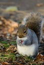 Cute grey squirrel eating Royalty Free Stock Photo