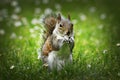 Cute grey squirrel eating nut on lawn Royalty Free Stock Photo