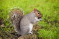 Cute grey squirrel eating a nut Royalty Free Stock Photo
