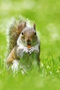Cute grey squirrel eating nut Royalty Free Stock Photo