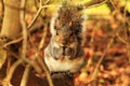 Cute grey squirrel eating nut in shrubs Royalty Free Stock Photo