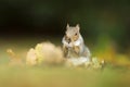 Cute grey squirrel eating nuts in autumn Royalty Free Stock Photo