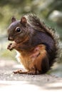 Cute grey squirrel eating nuts in Stanley Park in Vancouver