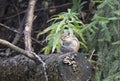 Cute grey squirrel eating in the park Royalty Free Stock Photo