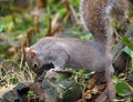 Cute Grey Squirrel investigating under a log