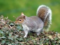 Cute Grey Squirrel sitting on an ivy fence