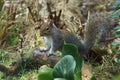 Cute Grey Squirrel