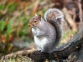 Cute Grey Squirrel sitting on a log