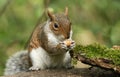 A cute Grey Squirrel Sciurus carolinensis sitting on a log eating an acorn. Royalty Free Stock Photo