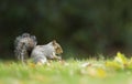 Cute grey squirrel sitting in a meadow in autumn Royalty Free Stock Photo