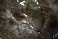 Cute grey squirrel sitting in a tree, eating peanuts. Composition with animals Royalty Free Stock Photo