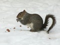 Cute Grey Squirrel in the snow eating peanuts