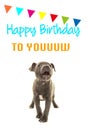 Cute grey stafford terrier puppy dog singing happy birthday to you on a birthday card