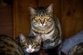 A cute grey striped Chinese pastoral cat