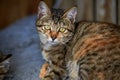 A cute grey striped Chinese pastoral cat