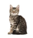 Cute grey striped kitten sitting on a white background Royalty Free Stock Photo