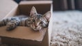 Cute grey tabby cat in cardboard box on carpet at home. Generative Ai Royalty Free Stock Photo