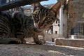 Cute Grey Tabby Cat in Front of Hadrian's Gate, Antalya, Turkey Royalty Free Stock Photo