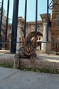 Cute Grey Tabby Cat in Front of Hadrian's Gate, Antalya, Turkey Royalty Free Stock Photo