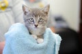 Cute grey kitten wrapped in a towel at the animal shelter Royalty Free Stock Photo