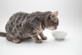 Cute grey tabby shorthair cat eating food from a bowl at home. Pets care concept. Royalty Free Stock Photo
