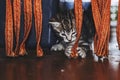 Cute grey tabby striped kitten with blue eyes playing at home Royalty Free Stock Photo