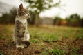 Cute grey tricolor kitty sitting in summer garden