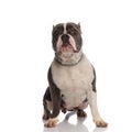 Cute grey and white american bully lying and stretching Royalty Free Stock Photo