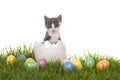 Cute grey and white baby cat kitten in a white egg on grass with colored easter eggs Royalty Free Stock Photo