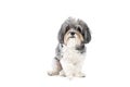 Cute grey and white Bishon Havanese dog with funny haircut and overbite teeth Malocclusions, looking at camera. Isolated on