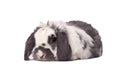 Cute Grey and White Bunny Rabbit Lying Down