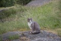 Cute grey and white cat sitting on a rock. Royalty Free Stock Photo