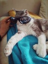 A cute grey and white cat with sun glasses