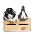 Cute grey with white European rabbit, and black with white lop ear friend. Isolated on white background. Royalty Free Stock Photo