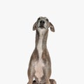 cute greyhound dog looking up and being curious and eager Royalty Free Stock Photo